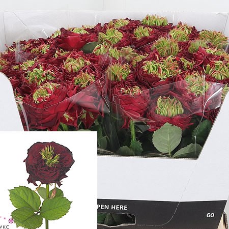 Rose Ivanhoe