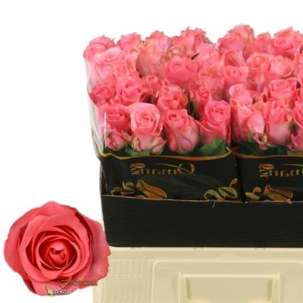 Rose Jazzeberry