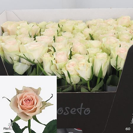Rose Jeanette