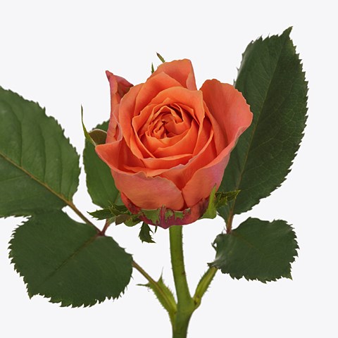Rose Jenny