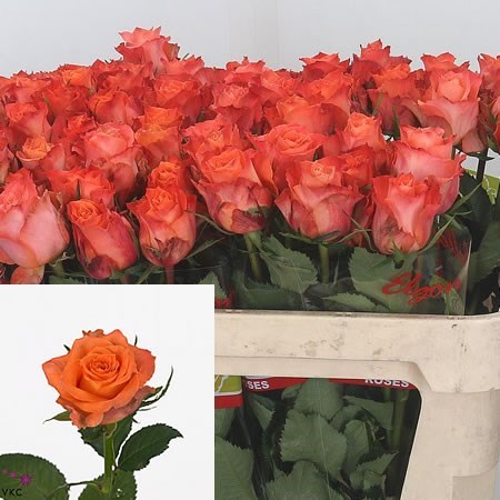 Rose julischka
