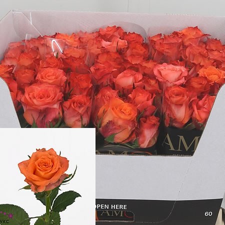 Rose Julischka