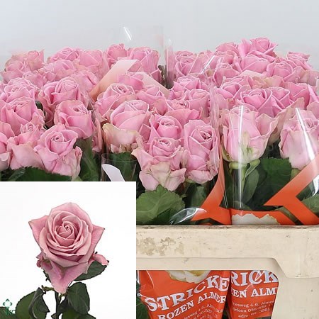 Rose Keano