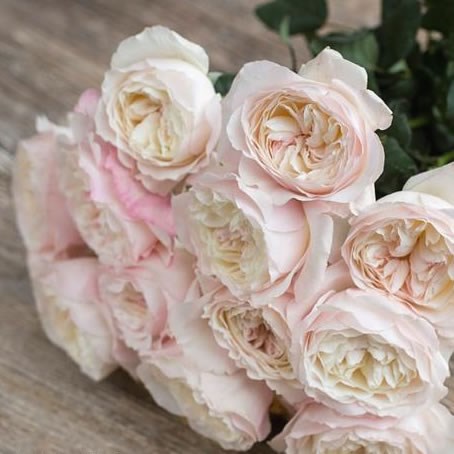 Rose Keira - David Austin