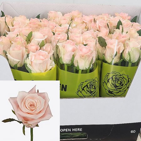 Rose Kimberly