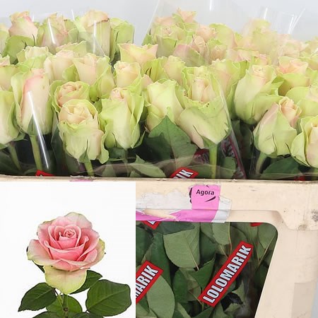 Rose La Belle