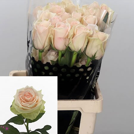 Rose La Perla (Ecuador)