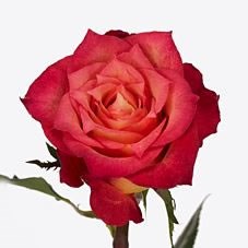 Rose Lampion
