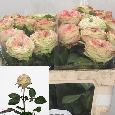 Rose Latin Pompon