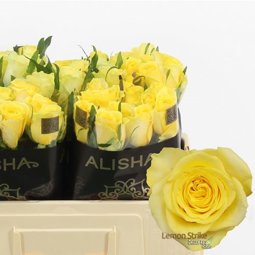 Rose Lemon Strike