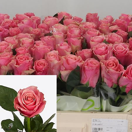 Rose Light Pink Tacazzi