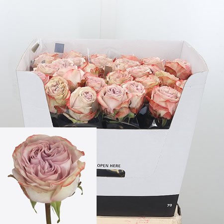 Rose Lilac Wonder