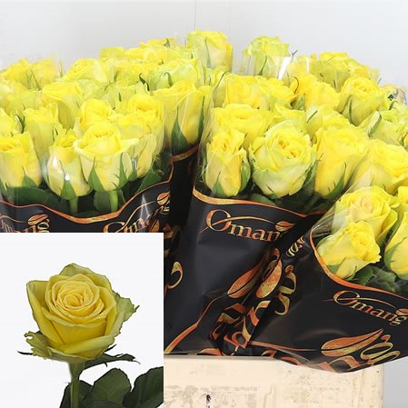 Rose Limelight
