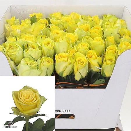 Rose Limelight