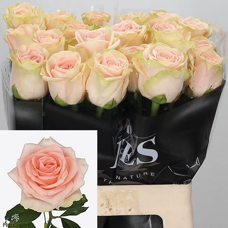 Rose Liz Taylor