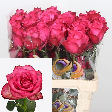 Rose Lola (Ecuador)