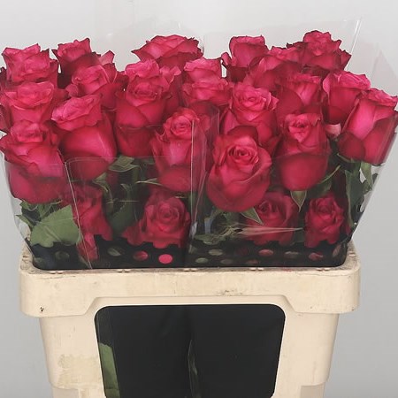 Rose Lola (Ecuador)