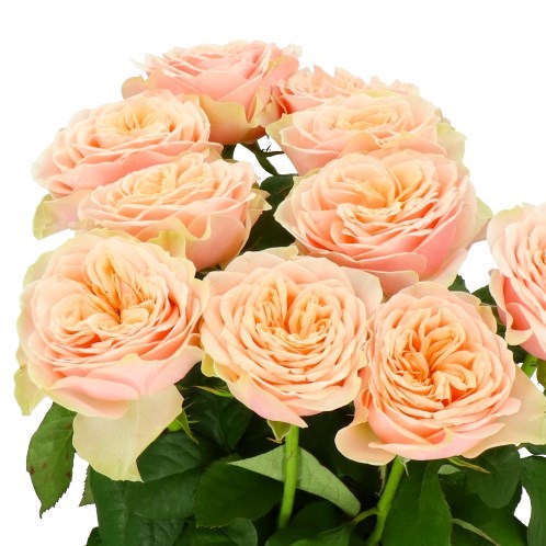 Rose Love Fountain