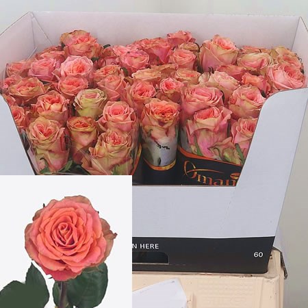 Rose Love Pearl