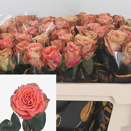 Rose Love Pearl