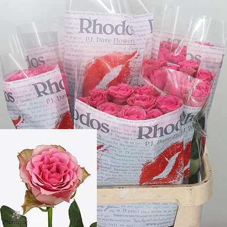 Rose Lovely Rhodos