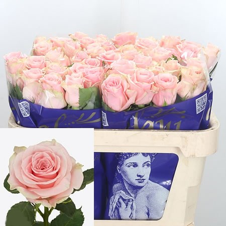 Rose Lupita