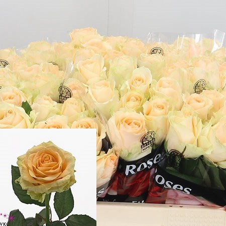 Rose Magic Avalanche
