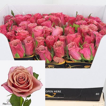 Rose Magic Silver