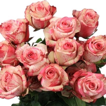 Rose Magic Times (Ecuador Large Heads) 50cm | Wholesale Dutch