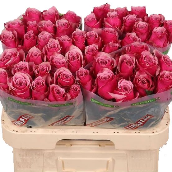 Rose Majestic Athena