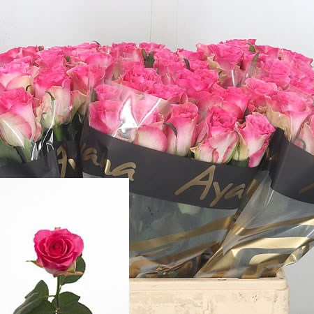 Rose Malibu