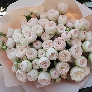 Rose Mansfield Park (small)