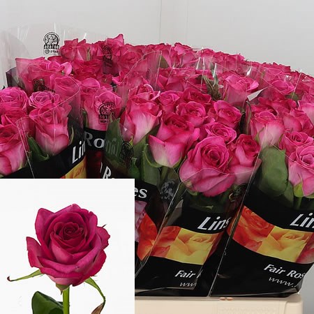 Rose Mantra