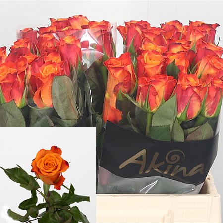 Rose Mariyo