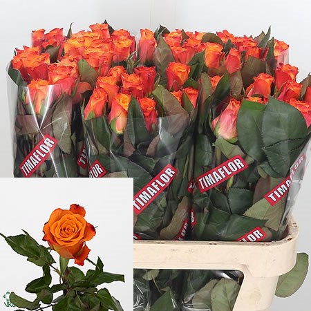 Rose Mariyo