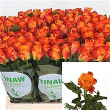 Rose Mariyo 40cm (small headed)