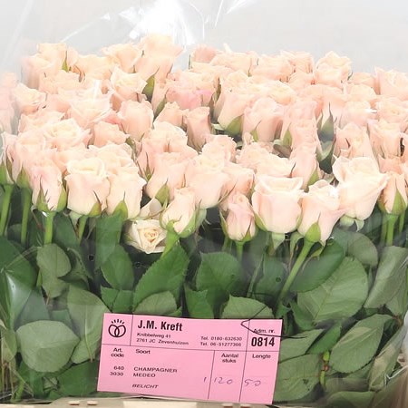 Rose Medeo (small)