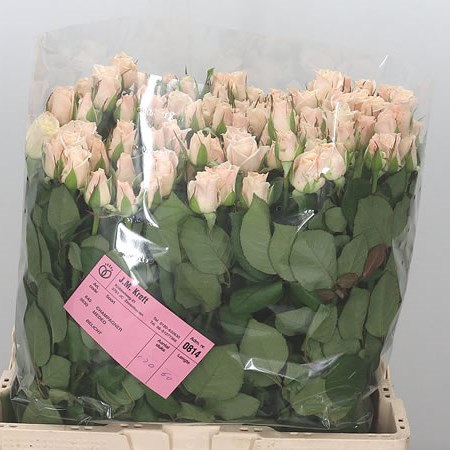 Rose Medeo (small)