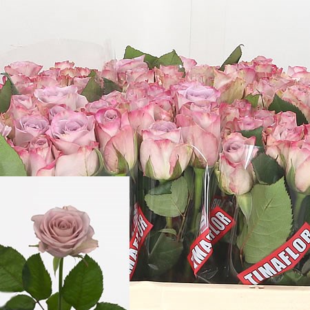Rose Memory Lane