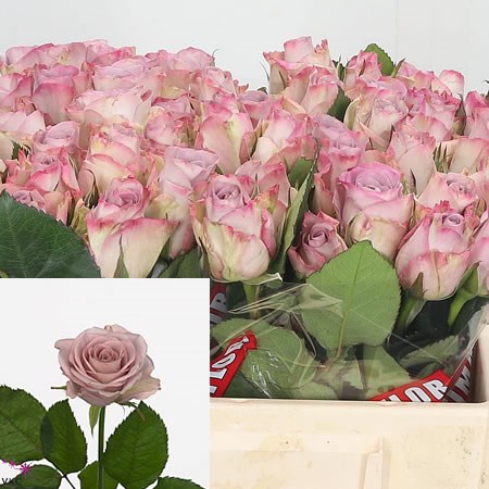 Rose Memory Lane (Small)