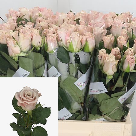 Rose Menta (small)