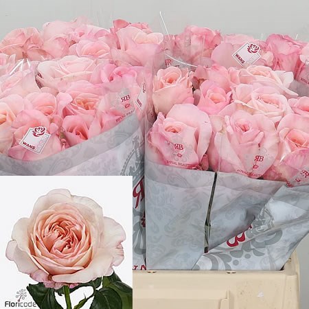 Rose Metamorphose