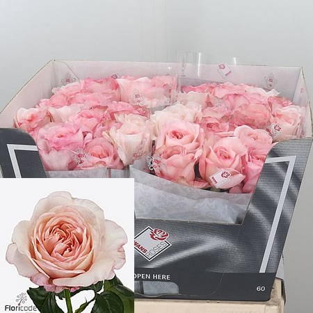 Rose Metamorphose