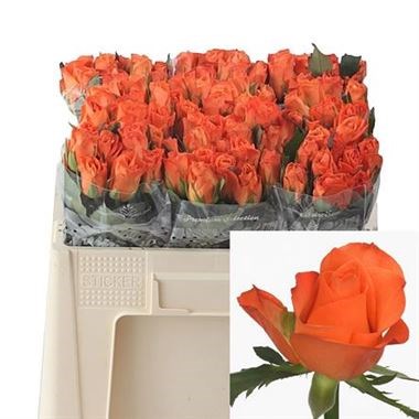 Rose Milima