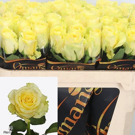 Rose Minion