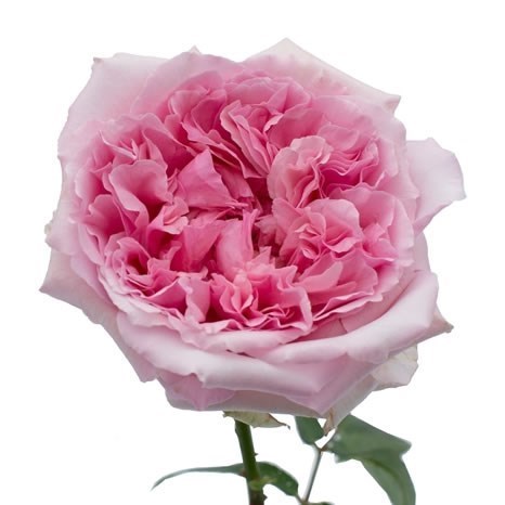 Rose Miranda - David Austin