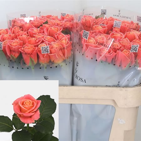 Rose Miss Piggy