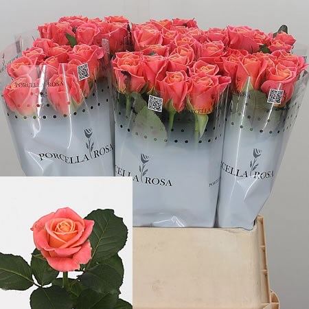 Rose Miss Piggy