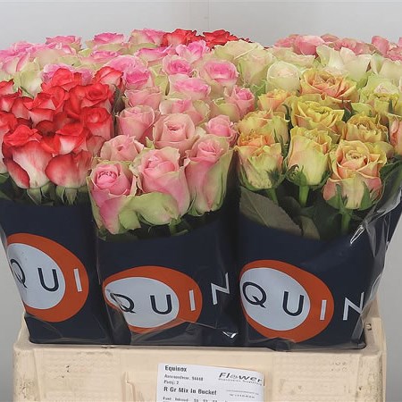 Rose Mix