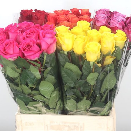 Rose Mixed 60cm (Ecuador - Cols may vary)